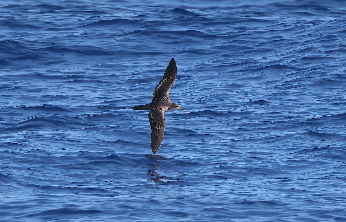 Wedge-tailed Shearwater - ML646780358