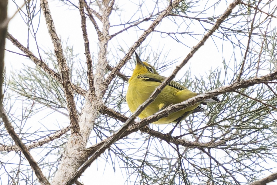 Lemon-bellied White-eye - ML646780362