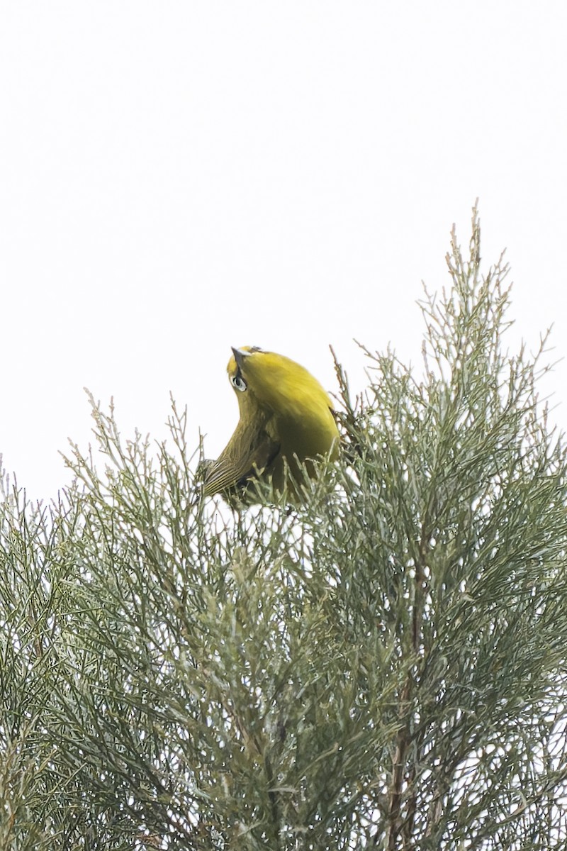 Lemon-bellied White-eye - ML646780363