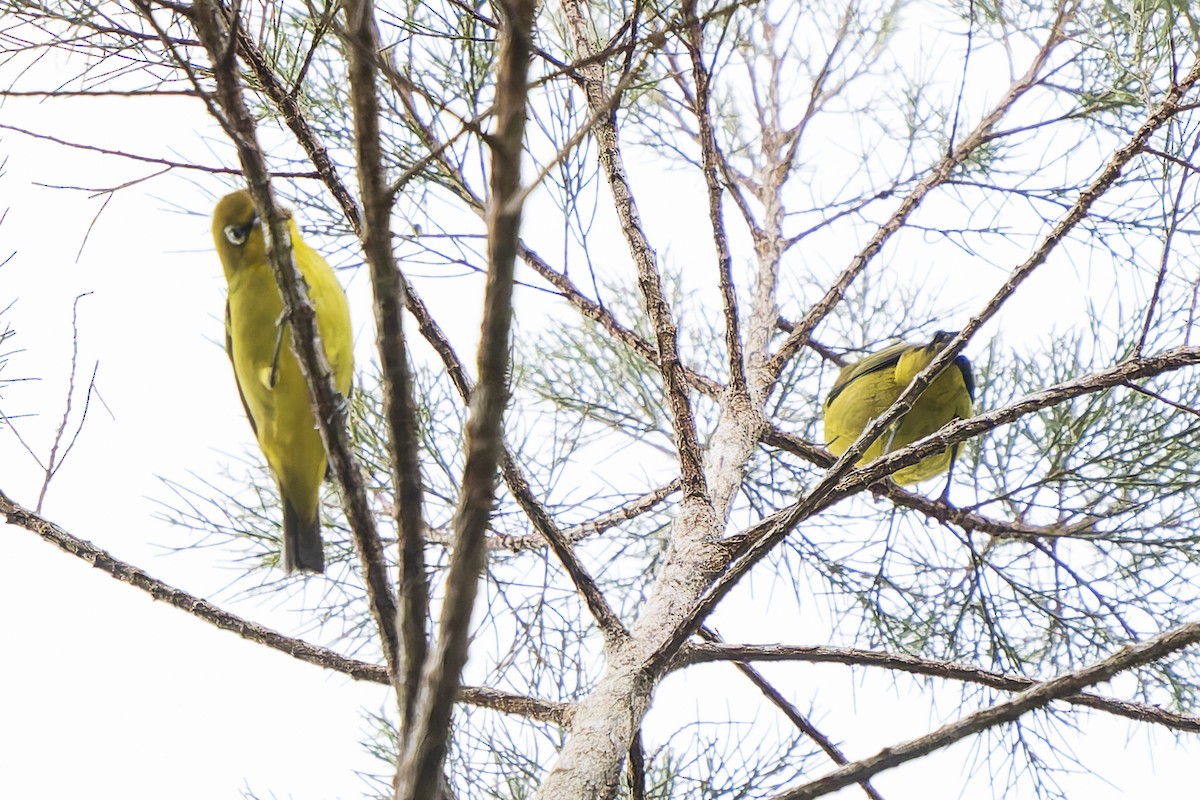 Lemon-bellied White-eye - ML646780364
