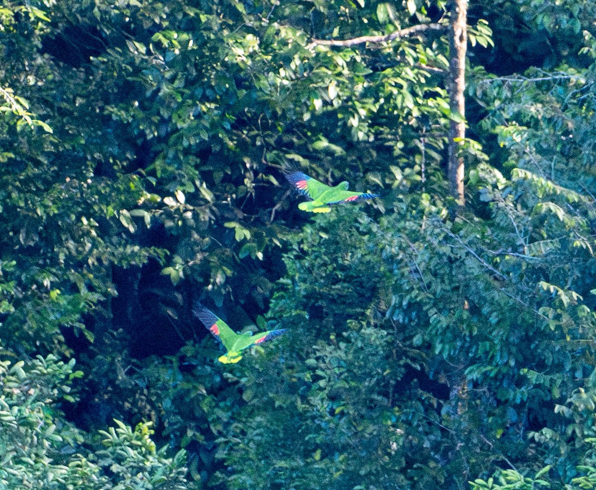 Красногорлый амазон - ML646780365