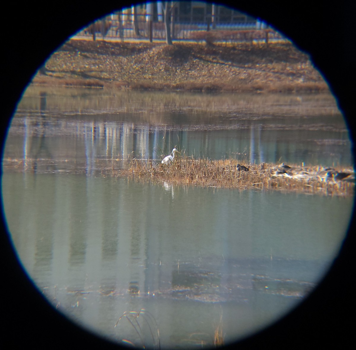 לבנית גדולה - ML646780391