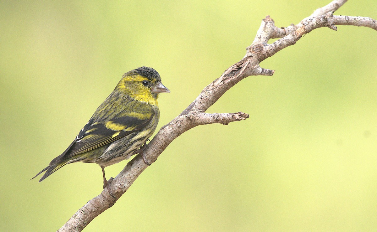 Eurasian Siskin - ML646780393