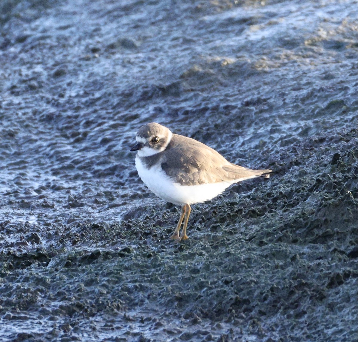 חופמי אמריקני - ML646780395
