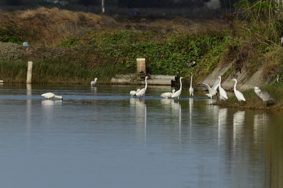 Kaşıkçı - ML646780400