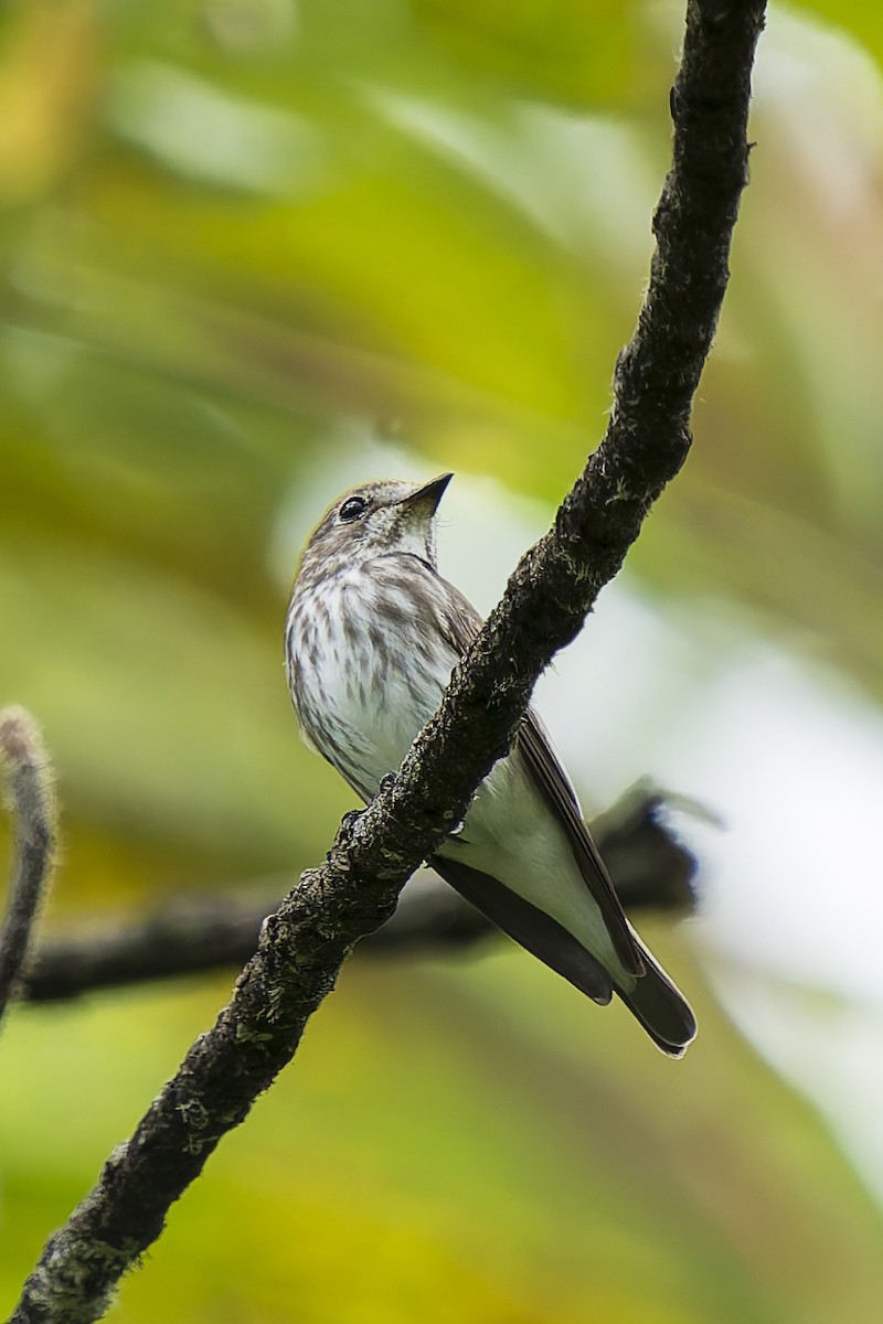 Boz Çizgili Sinekkapan - ML646780402