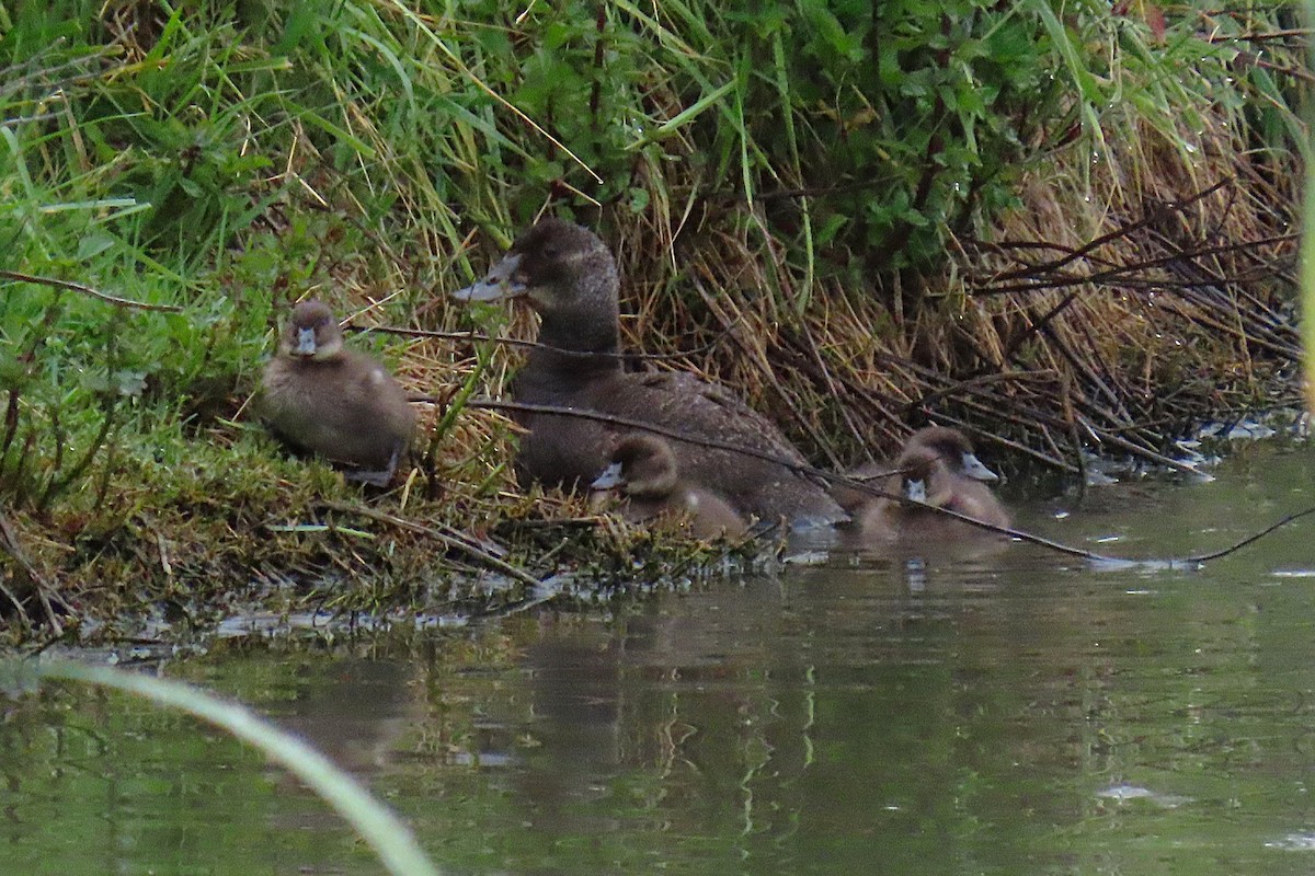 オーストラリアオタテガモ - ML646780404