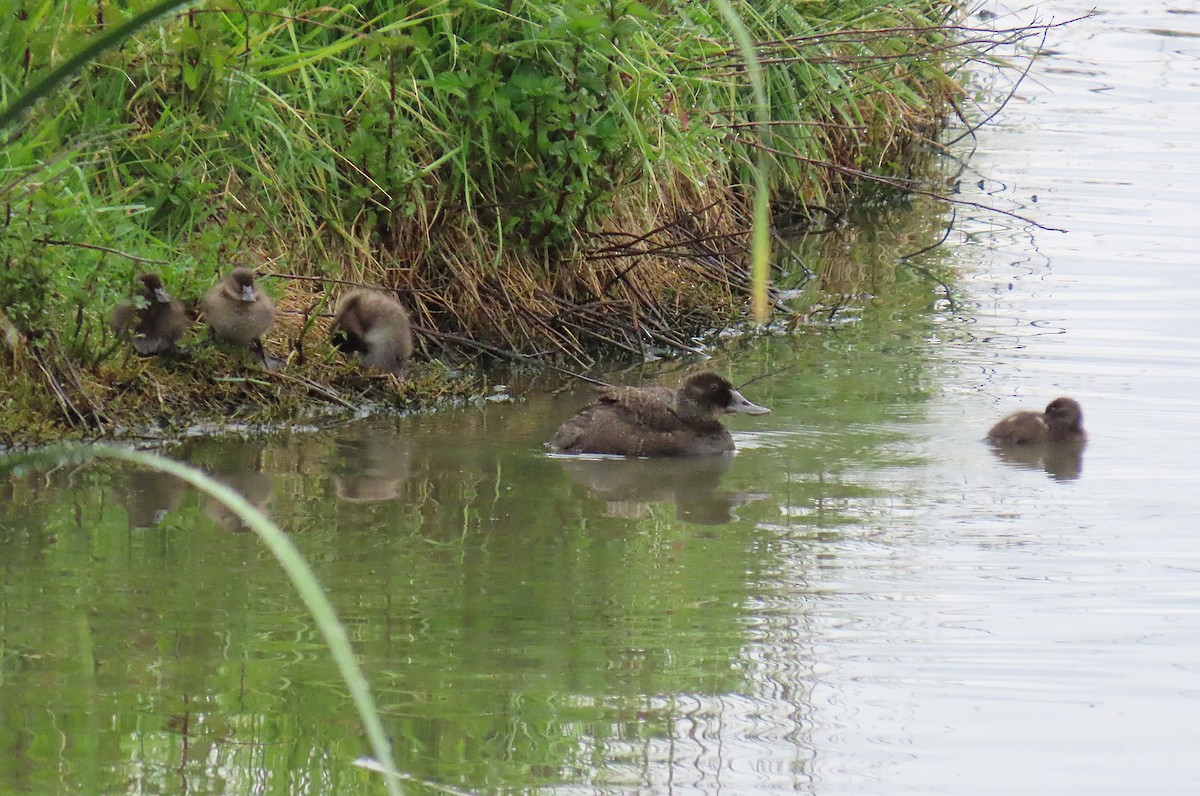 Avustralya Dikkuyruğu - ML646780405