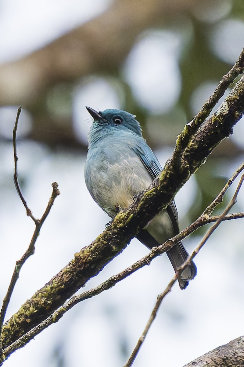 Turkuaz Sinekkapan - ML646780406