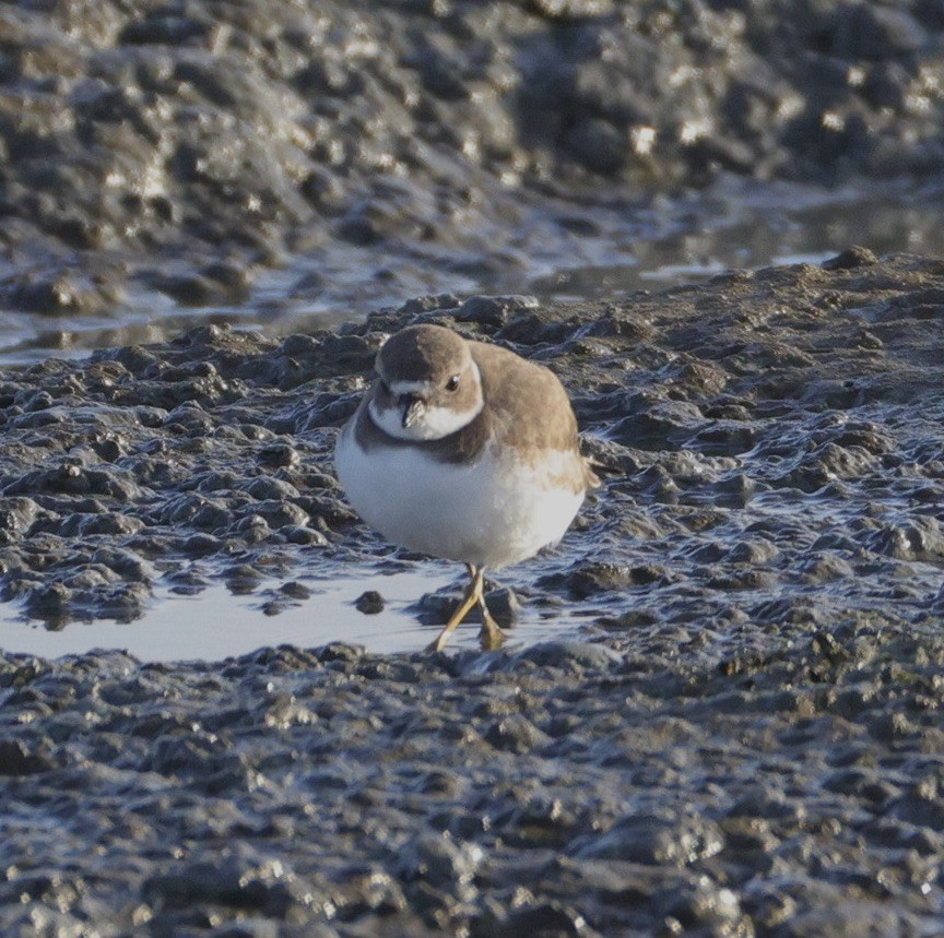 חופמי אמריקני - ML646780407