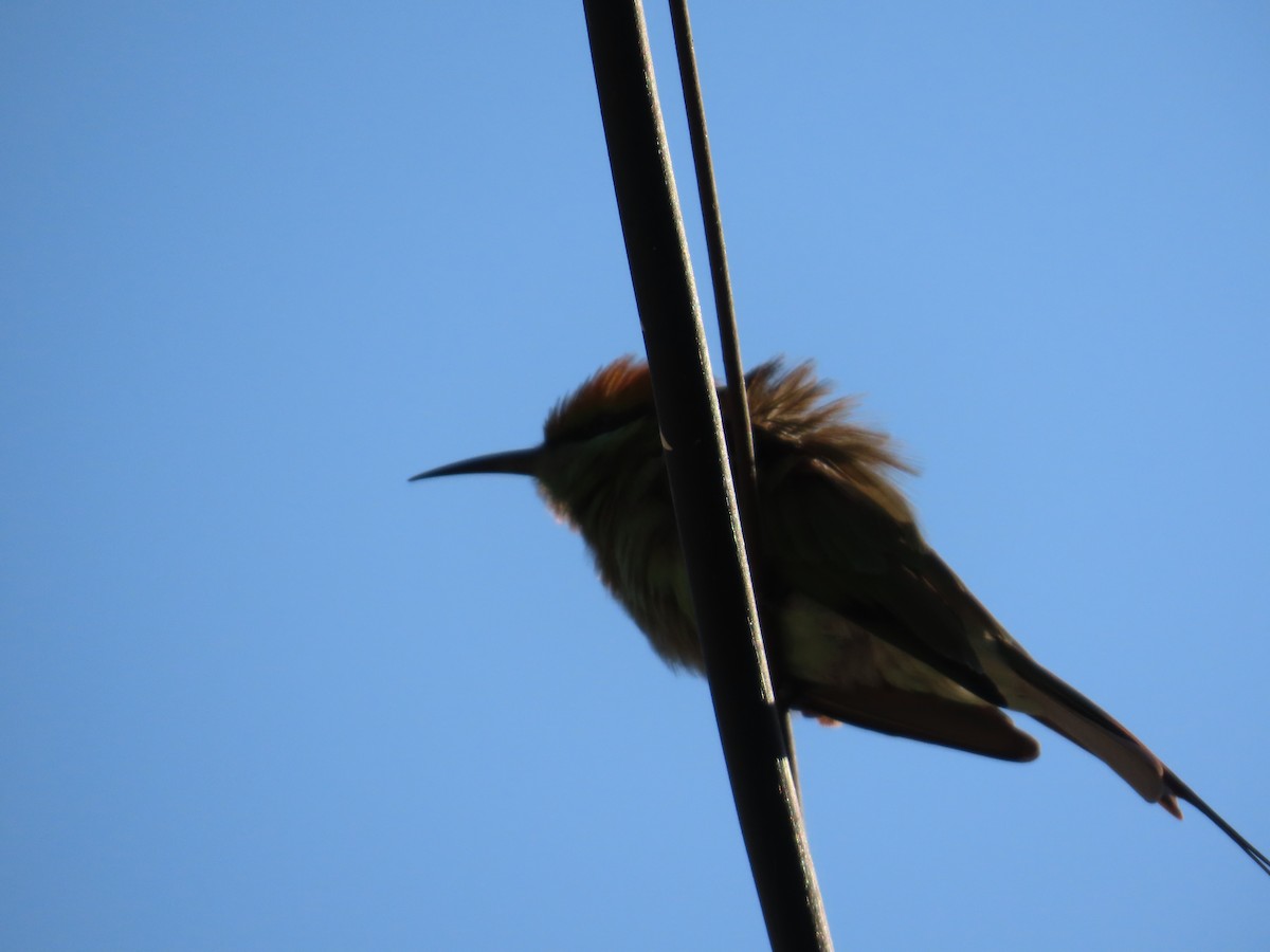 Asya Yeşil Arıkuşu - ML646780408