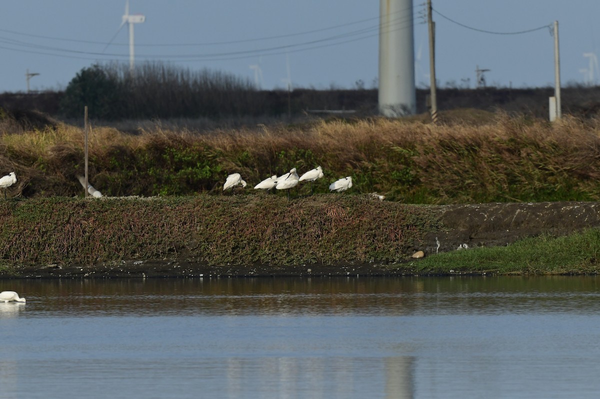 Küçük Kaşıkçı - ML646780410