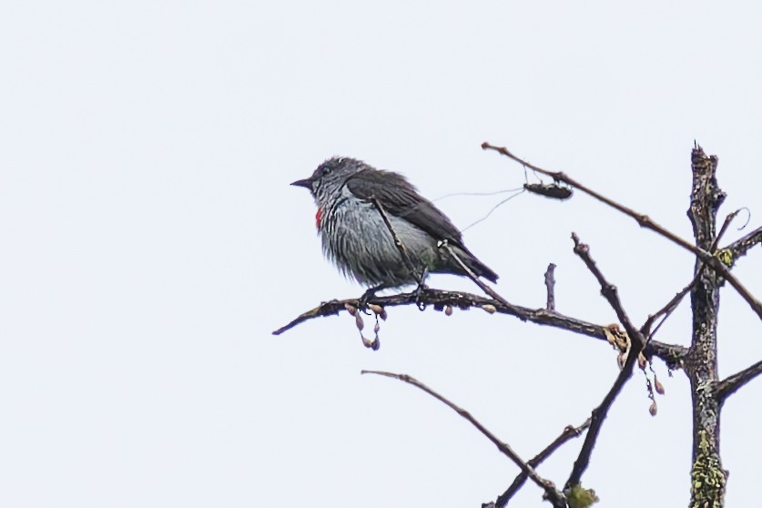 Kül Rengi Öksekuşu - ML646780411