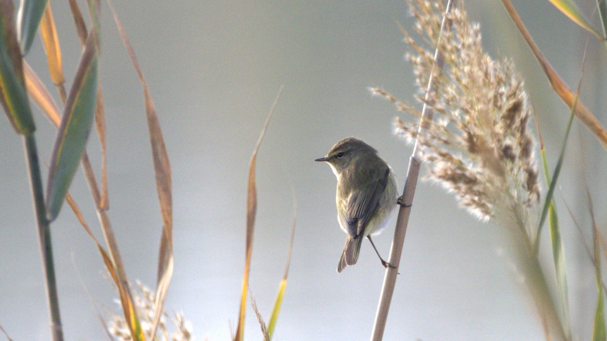 Çıvgın - ML646780412