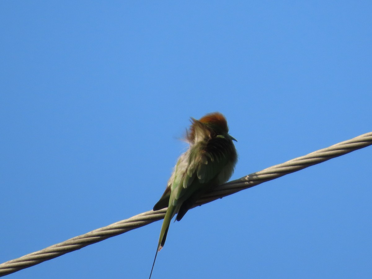 Asya Yeşil Arıkuşu - ML646780413