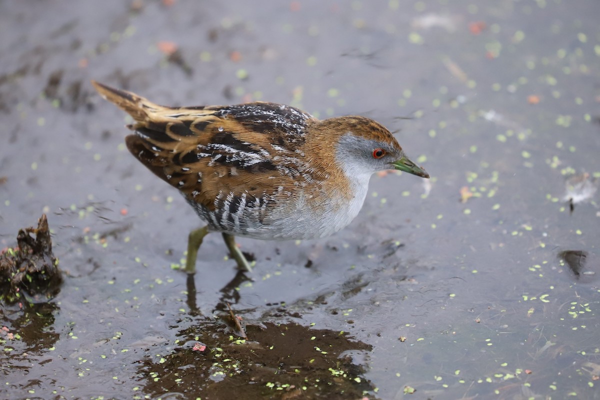 Küçük Suyelvesi - ML646780414