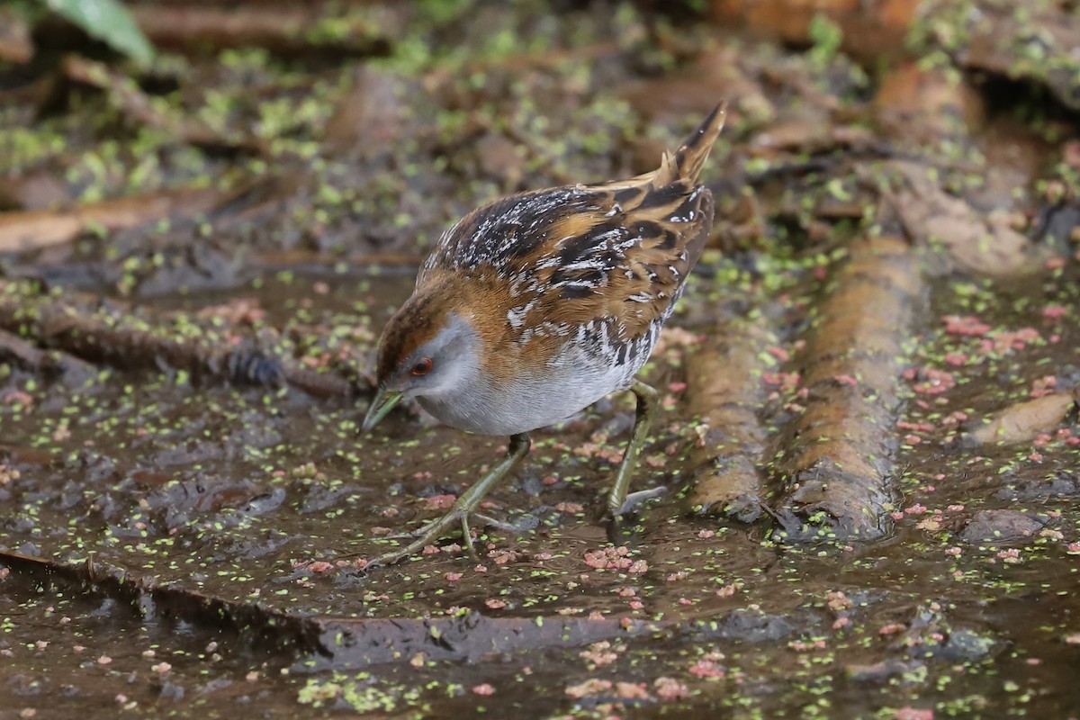 Küçük Suyelvesi - ML646780415