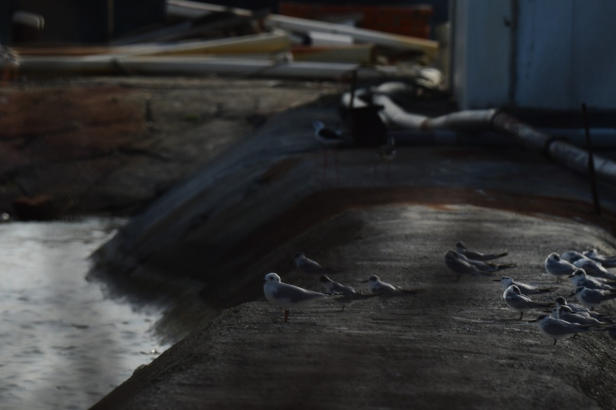 Saunders Martısı - ML646780418