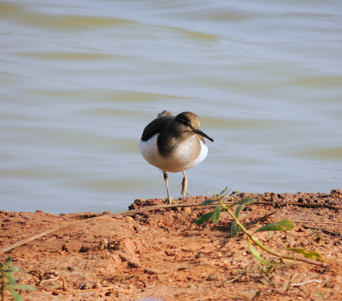 Common Sandpiper - ML646780419