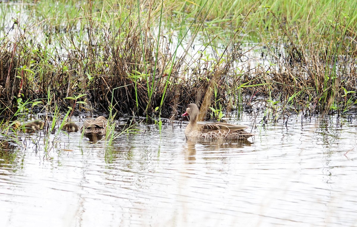 Kırmızı Gagalı Ördek - ML646780420