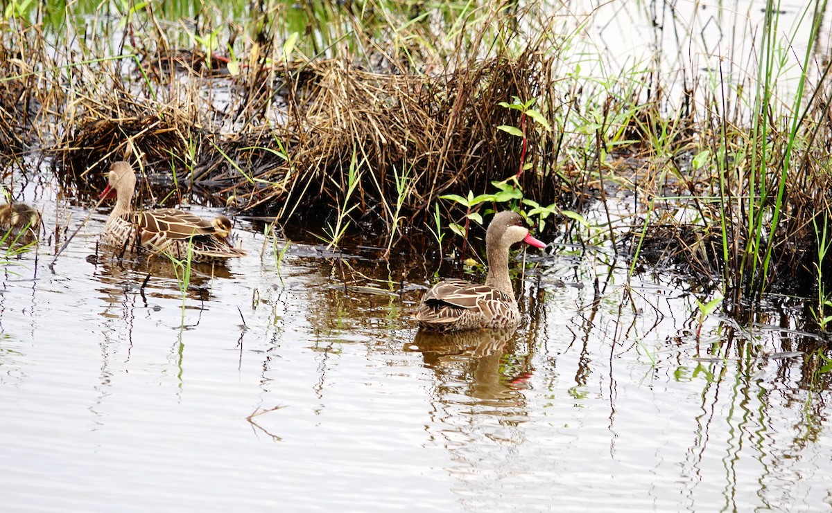 Kırmızı Gagalı Ördek - ML646780421
