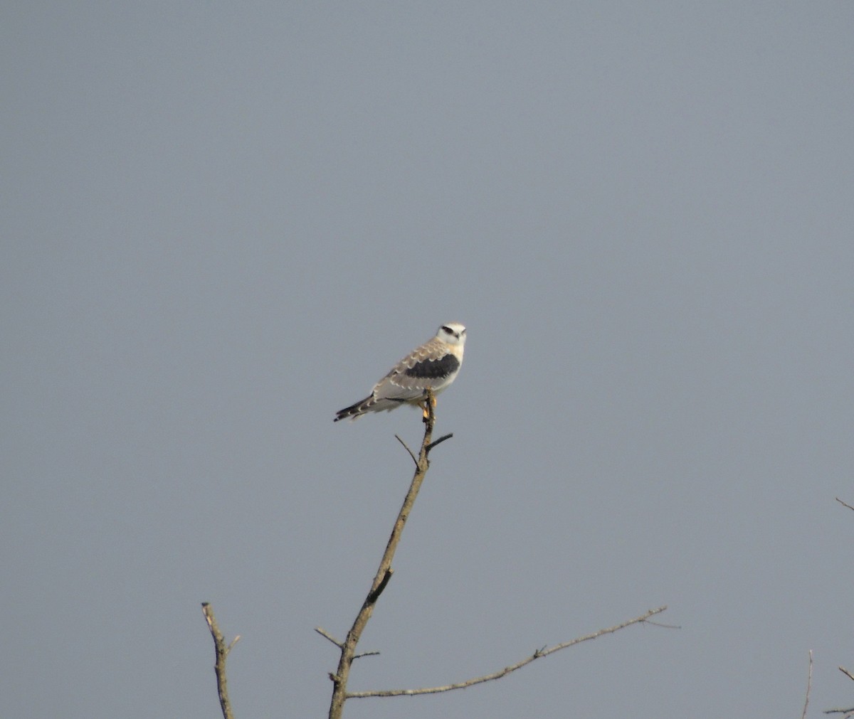 Black-winged Kite - ML646780422