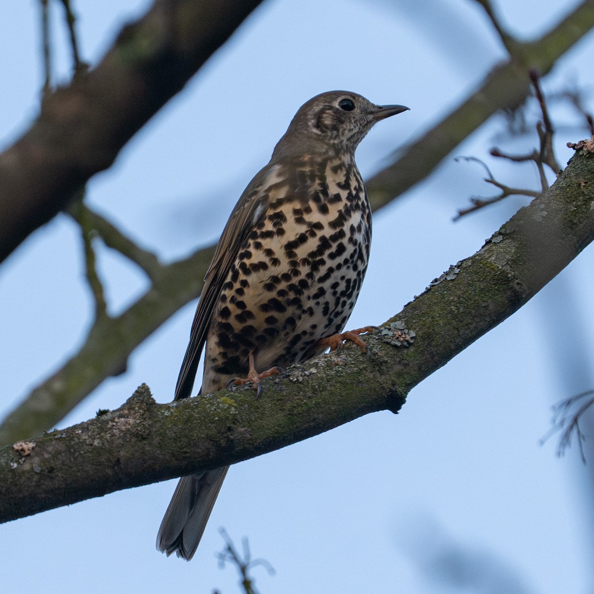 Ökse Ardıcı - ML646780423