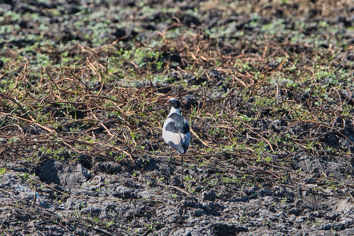 Zırhlı Kızkuşu - ML646780425