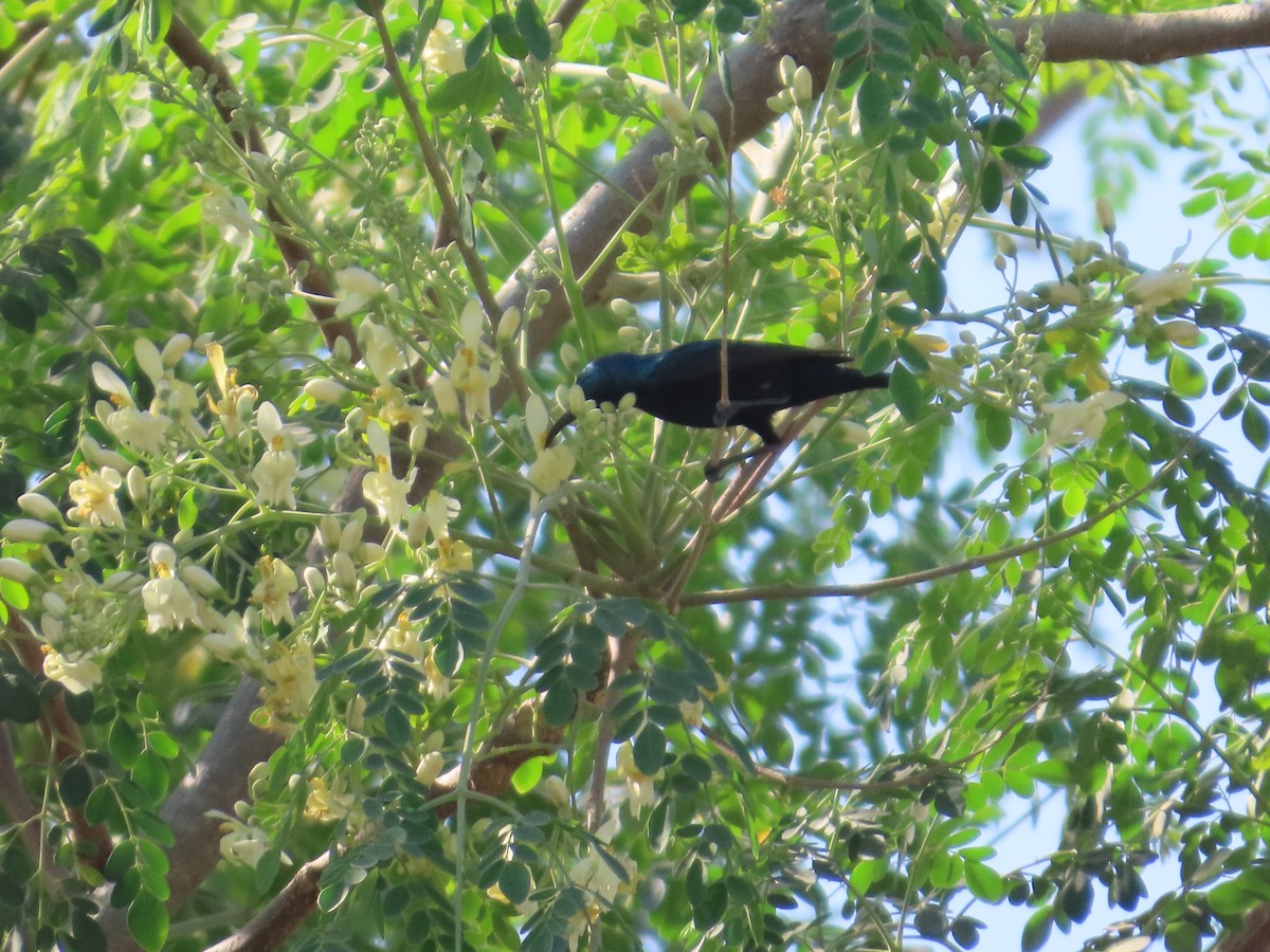 Mor Nektarkuşu - ML646780426