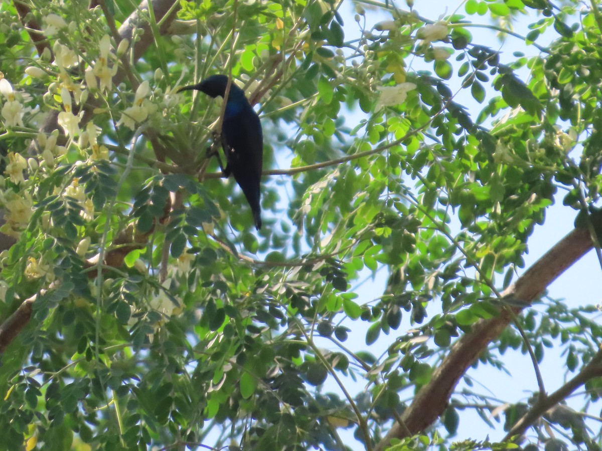 Mor Nektarkuşu - ML646780427