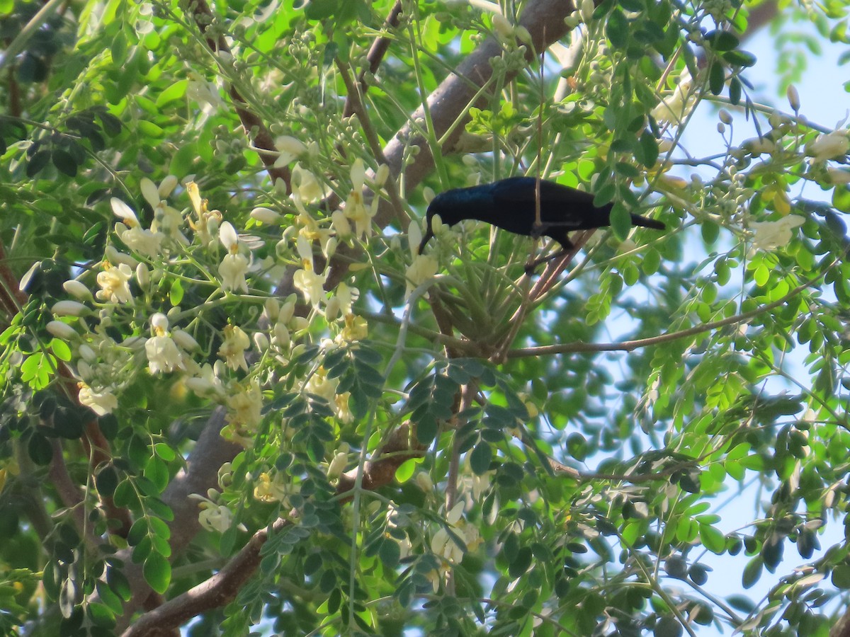 Mor Nektarkuşu - ML646780429