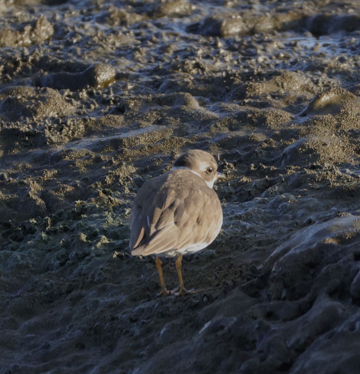 חופמי אמריקני - ML646780430