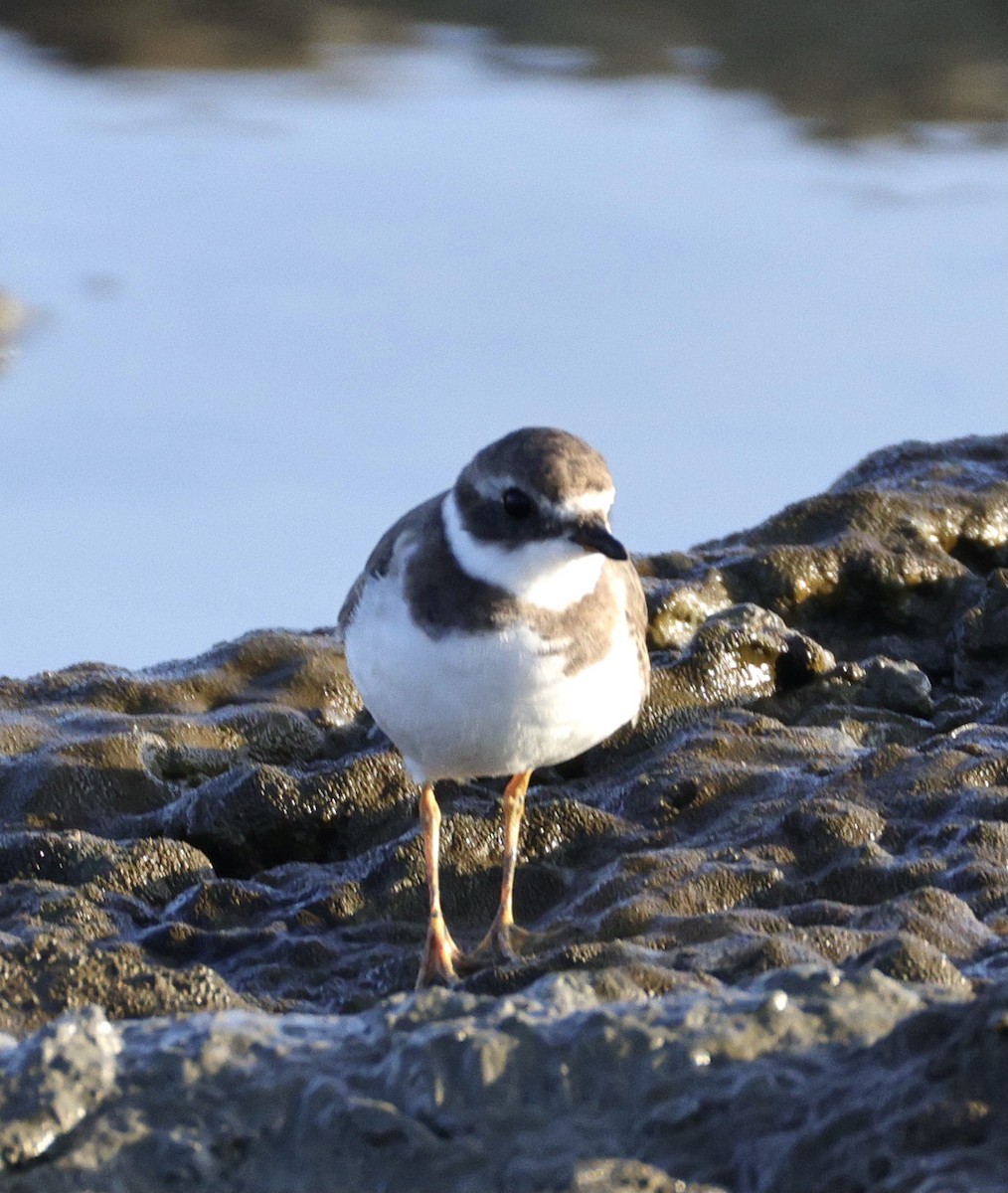 חופמי אמריקני - ML646780431