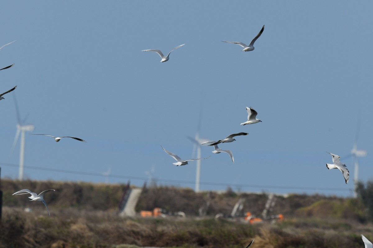 Saunders Martısı - ML646780432