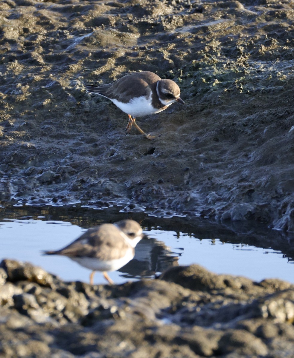 חופמי אמריקני - ML646780433