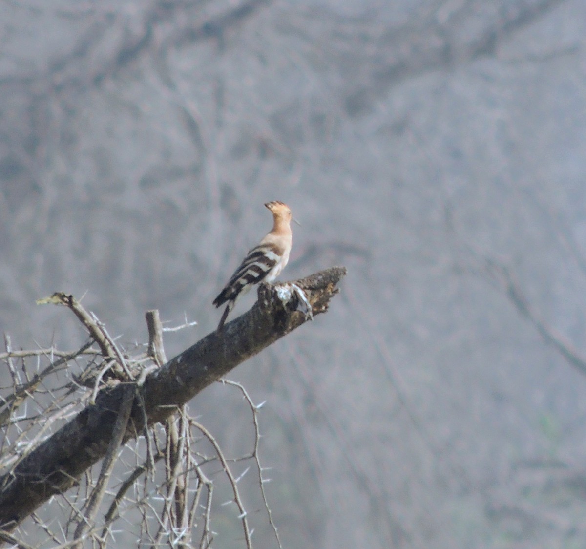 Common Hoopoe - ML646780435