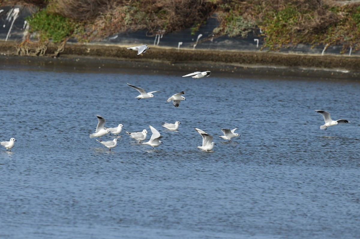 Saunders Martısı - ML646780436