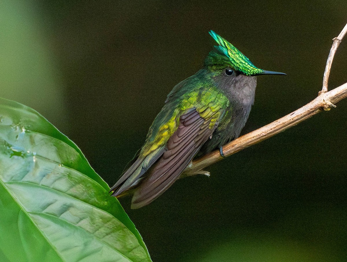 Tepeli Antil Kolibrisi - ML646780437