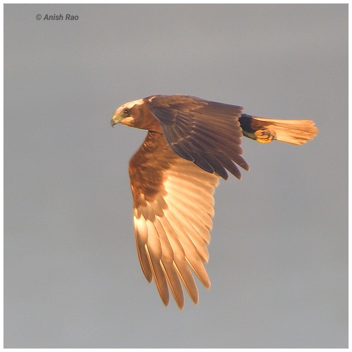 Saz Delicesi - ML646780440