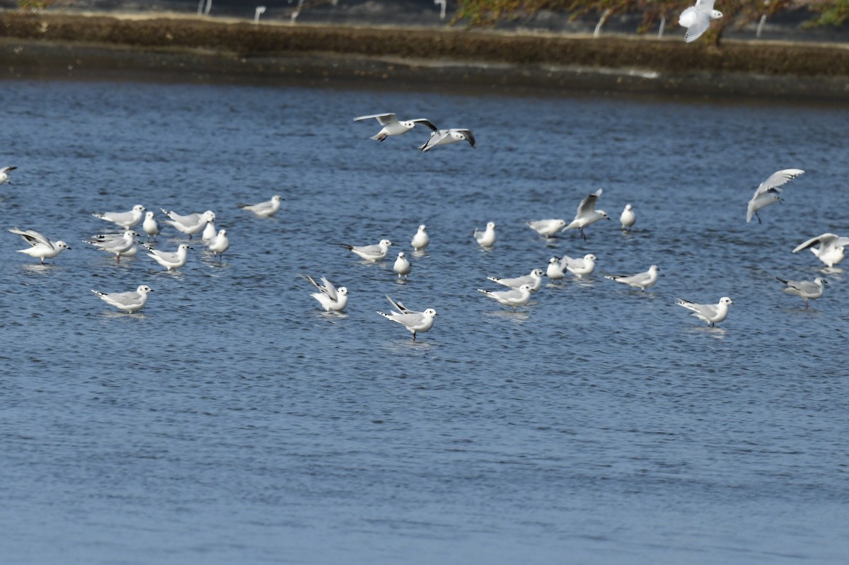 gulehavsmåke - ML646780441