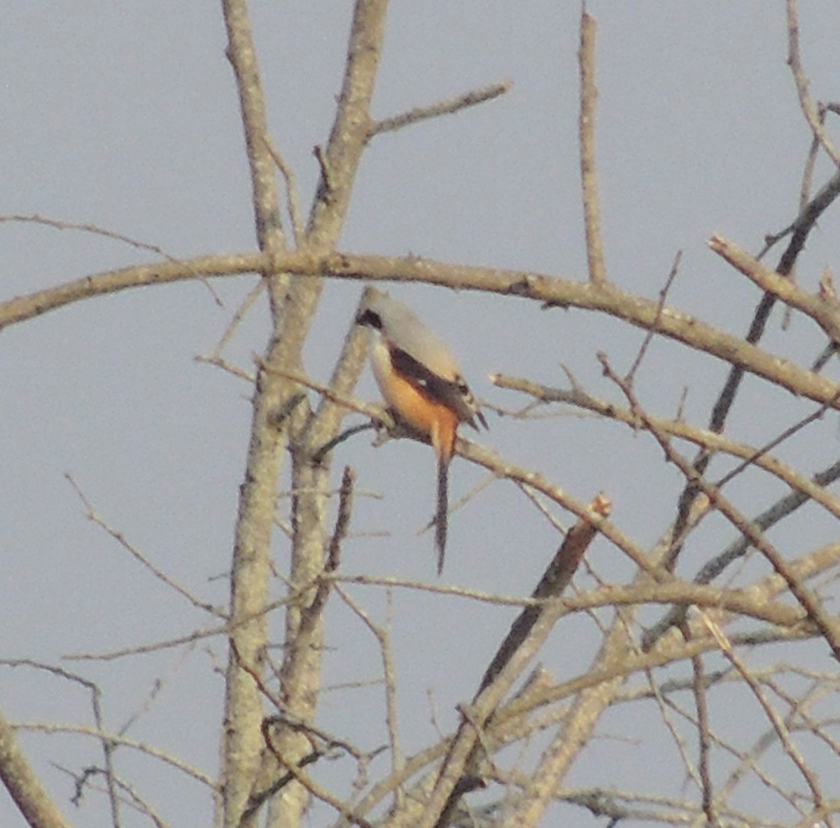 Long-tailed Shrike - ML646780442