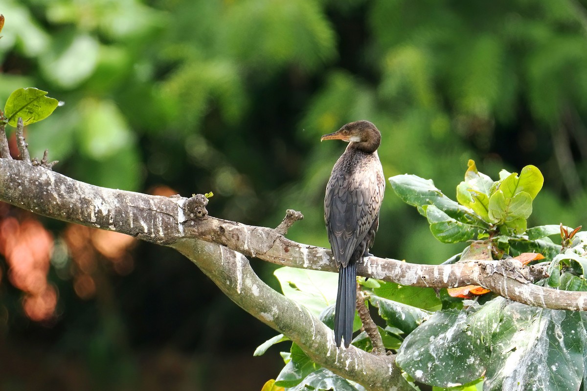 Uzun Kuyruklu Karabatak - ML646780443