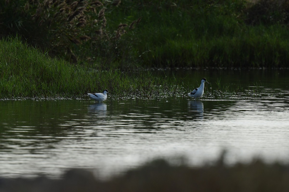 avosett - ML646780444