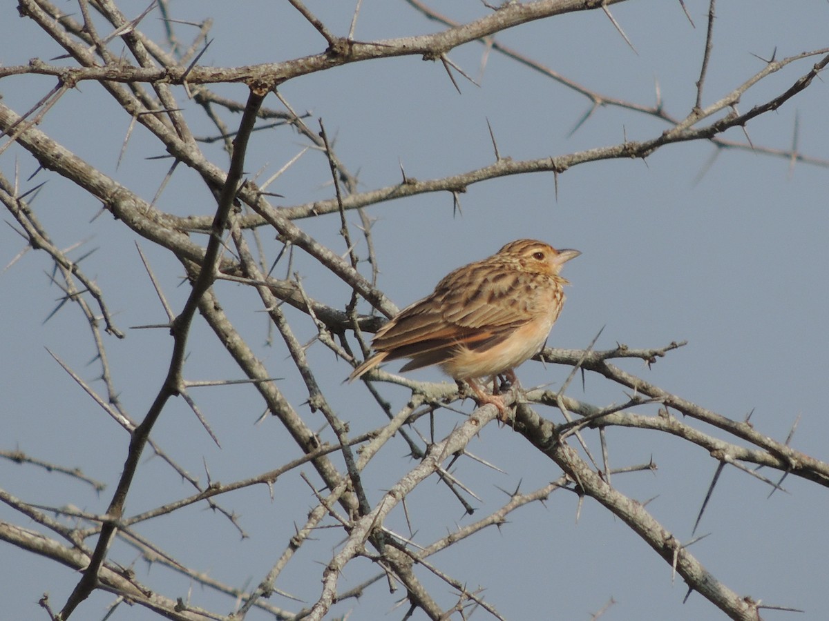 Jerdon's Bushlark - ML646780445