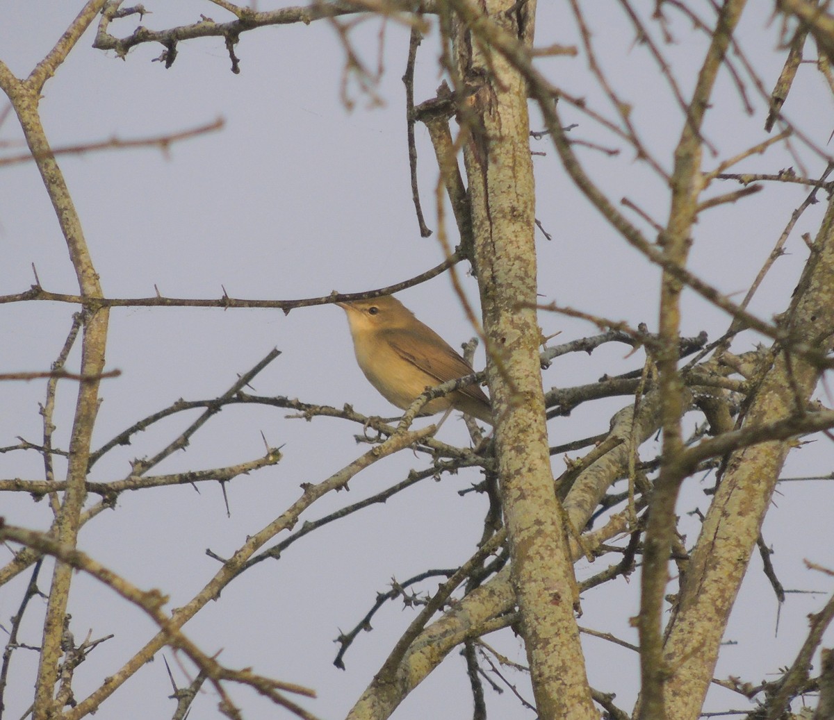 Cannaiola di Blyth - ML646780455