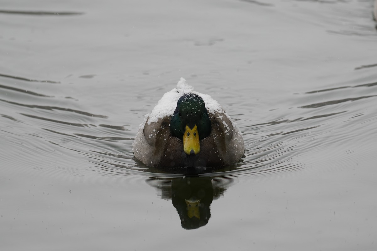 Stockente - ML646780457