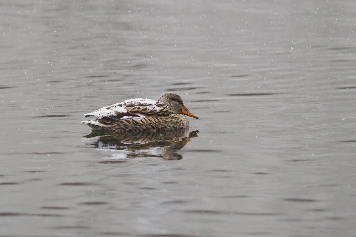 Stockente - ML646780458