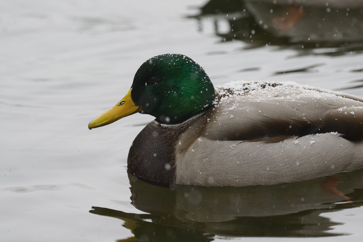 Stockente - ML646780459