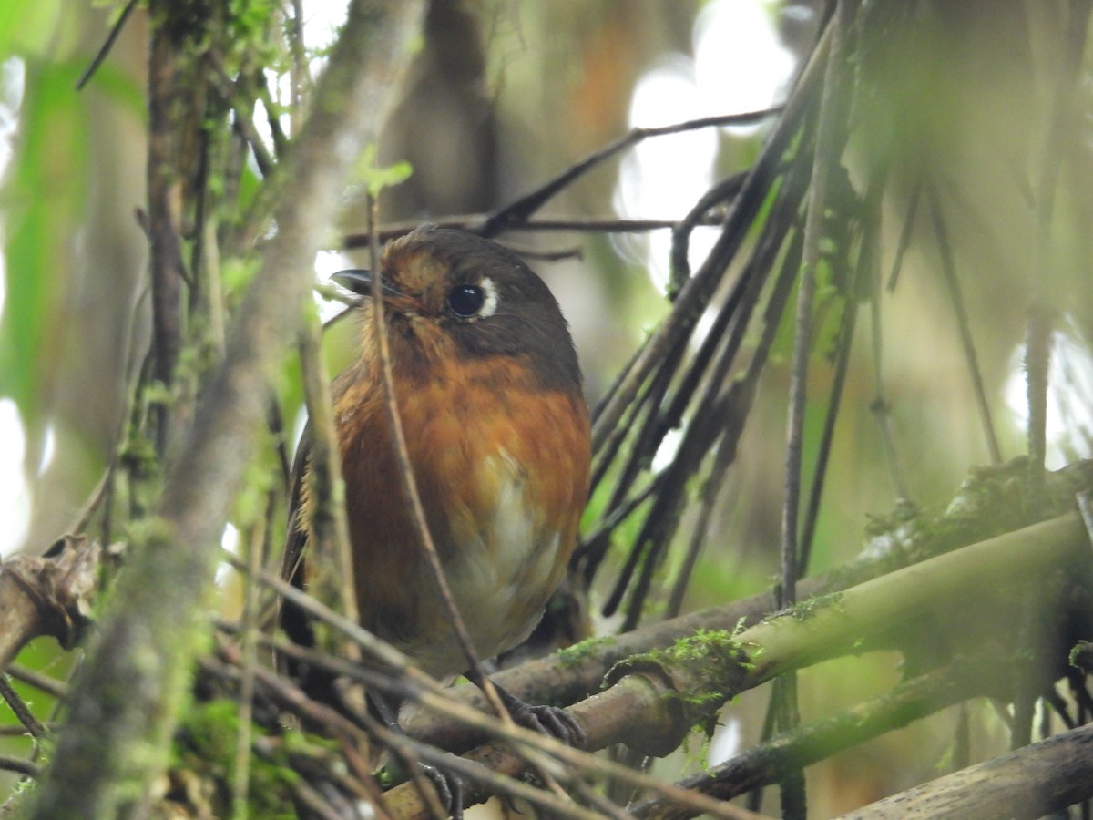 Leymebamba Antpitta - ML646780466