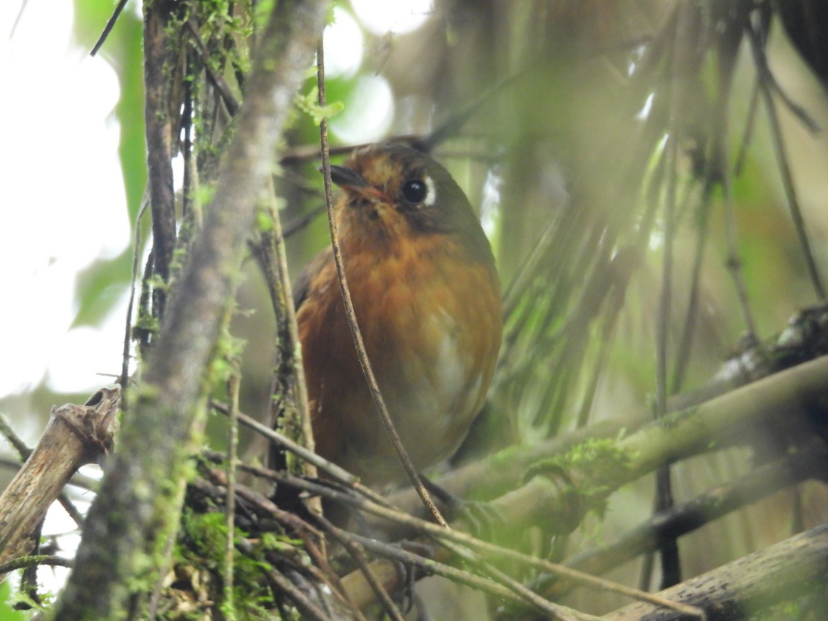 Понгіто гірський - ML646780467